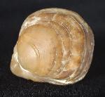 Carneithyris carnea SOWERBY 1812 - Bild &copy; FossNet FossilienStore